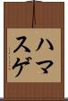 ハマスゲ Scroll