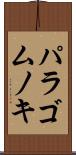 パラゴムノキ Scroll