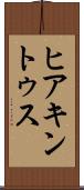 ヒアキントゥス Scroll