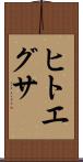 ヒトエグサ Scroll