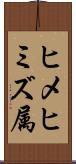 ヒメヒミズ属 Scroll