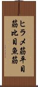 ヒラメ筋 Scroll