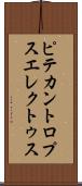 ピテカントロプス・エレクトゥス Scroll