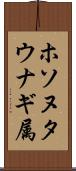 ホソヌタウナギ属 Scroll