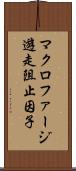 マクロファージ遊走阻止因子 Scroll