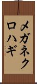 メガネクロハギ Scroll