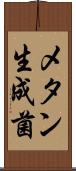 メタン生成菌 Scroll