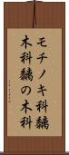 モチノキ科 Scroll