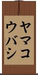 ヤマコウバシ Scroll
