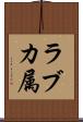 ラブカ属 Scroll