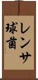 レンサ球菌 Scroll