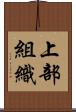 上部組織 Scroll