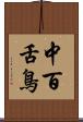 中百舌鳥 Scroll