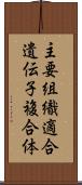 主要組織適合遺伝子複合体 Scroll