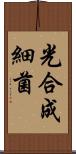 光合成細菌 Scroll