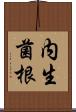 内生菌根 Scroll