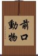 前口動物 Scroll