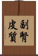 副腎皮質 Scroll