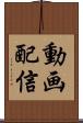 動画配信 Scroll