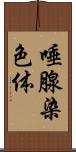 唾腺染色体 Scroll