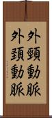 外頸動脈 Scroll