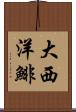 大西洋鯡 Scroll