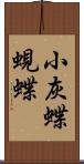 小灰蝶 Scroll