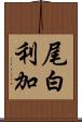 尾白利加 Scroll