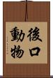 後口動物 Scroll