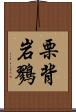 栗背岩鷚 Scroll