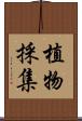 植物採集 Scroll