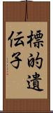 標的遺伝子 Scroll