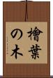 檜葉の木 Scroll