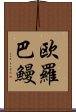 欧羅巴鰻 Scroll