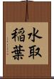水取稲葉 Scroll