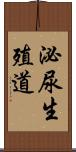 泌尿生殖道 Scroll