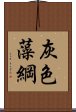 灰色藻綱 Scroll