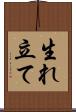 生れ立て Scroll