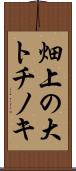畑上の大トチノキ Scroll