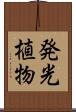 発光植物 Scroll