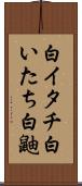 白イタチ Scroll