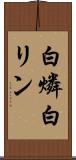 白燐 Scroll