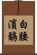 白腰濱鷸 Scroll