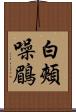 白頰噪鶥 Scroll
