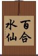 百合水仙 Scroll