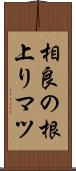 相良の根上りマツ Scroll