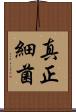 真正細菌 Scroll