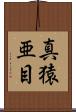 真猿亜目 Scroll