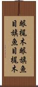 眼梶木 Scroll