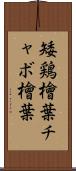 矮鶏檜葉 Scroll